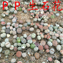 8090 hoa đá thô (đơn) mông hoa ass PP mọng nước loài đá Nam Phi ass Mọng nước