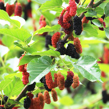 Dâu tằm trái cây Đài Loan bốn mùa 72c002, cây giống trái dâu tằm, cây giống dâu bốn mùa, cây giống dâu Cây ăn quả