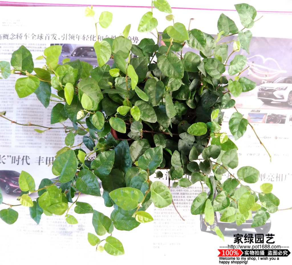 【基地直供】墙体绿化小盆栽 爬藤小盆栽 青叶薜荔