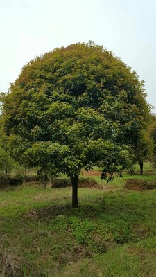 供应桂花树18-22公分 广西桂花 重庆桂花 贵州桂花 四川桂花