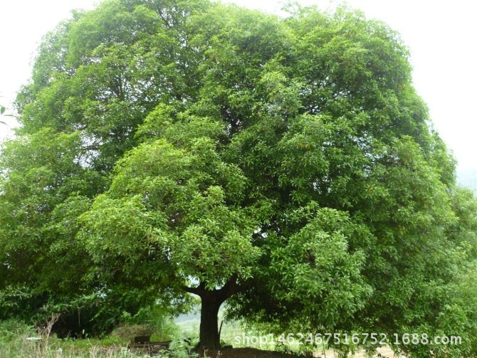 大桂花树 古桂花树 百年桂花树 重庆桂花