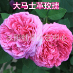 大马士革玫瑰