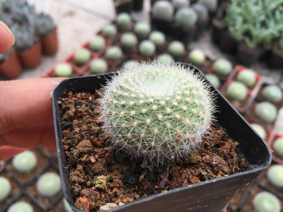 多肉植物 白雪光 多肉植物批 进口 盆栽 防辐射 特价