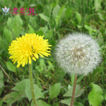 菊科花 