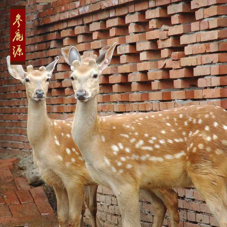 养殖鹿供应 公梅花鹿养殖场直销梅花鹿肉鹿产品批发 东北特产