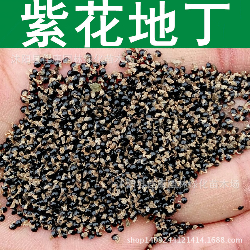 草花种子新采正宗紫花地丁种子 野堇菜种子光瓣实景拍摄