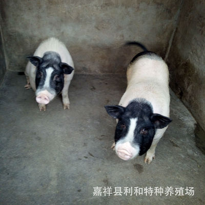 猪-四川香猪种猪价格 养殖香猪的成本 利润多少