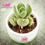 多肉植物批发【熊童子】多叶片 可爱多肉 量大优惠