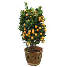 cây cam chậu xác thực cam đường cây giống cây ăn quả quất trồng trong kết quả năm Nam chậu bắc Cây ăn quả