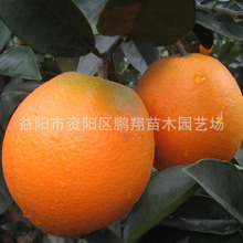 Newhall cây ăn quả cây giống cây giống đài Mới cây rốn cam Hunan cây giống bán buôn bán buôn Guomiao Cây ăn quả