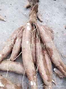 木薯价格