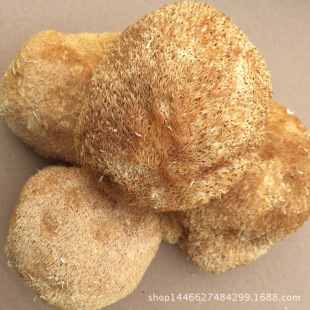 厂家批发 精选猴头菇 健康食用菌猴头菇 优质野生蘑菇