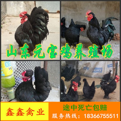 元宝鸡2016年最新价格 元宝鸡养殖场 出售批发元宝鸡