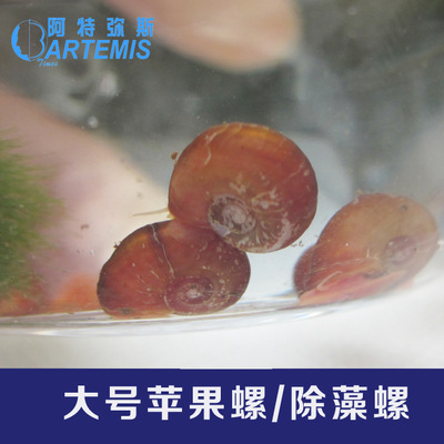 自养大号苹果螺除藻螺羊角螺观赏螺可作鱼虾龟食料1cm 左右螺