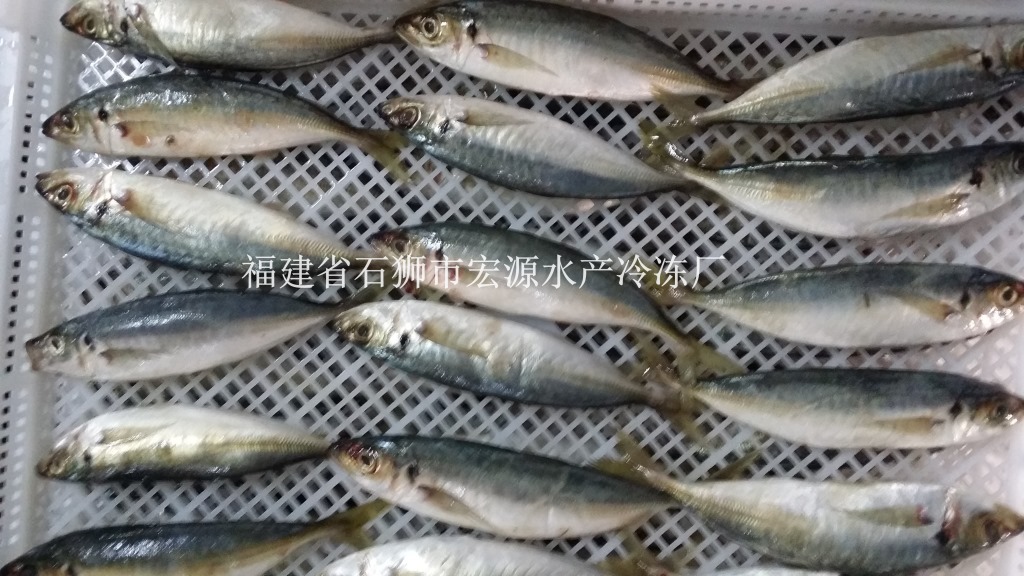 巴浪 单冻竹荚鱼 frozen horse mackerel iqf 刺鲅 冷冻竹叶鱼