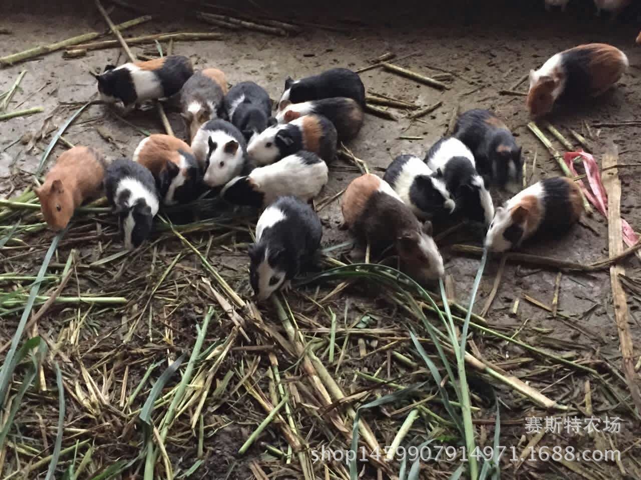 广东荷兰猪豚鼠养殖场农村特种养殖