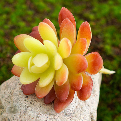 星美人多肉仿真花 小肉肉假花装饰花塑料花软胶花艺 小花园饰品