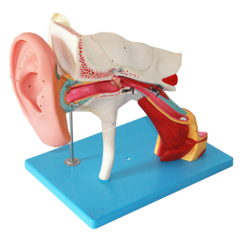 上海津堰 人体耳解剖模型 内耳迷路模型 耳检查耳底检查模型