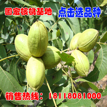 cây óc chó bán buôn cây giống cây ăn quả trồng trong chậu 8518 ghép cây óc chó kết quả năm khảm trồng ở phía bắc và phía nam Cây ăn quả