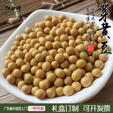 东北黄豆芽豆小黄金芽豆500克 有小粒黄豆种子发芽豆磨豆浆批发