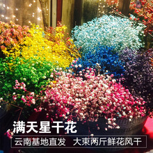 Màu Starry hoa khô Yunnan hoa khô bó hoa đặc trưng tóc thực sự thẳng Côn Minh Dou trang trí nội thất kinh doanh Hoa khô hay