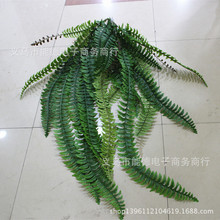 鱼尾草