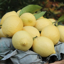 Lemon An Yue Lemon Trái cây hạng nhất Màu vàng chanh tươi vỏ mỏng nước ép 1 kg khoảng 3 5 kg từ gói Chanh