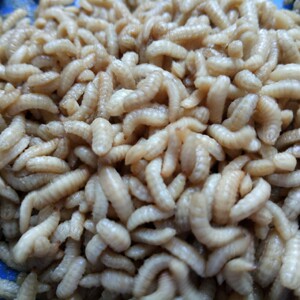营养全面高蛋白活体昆虫 黄鳝对虾鳗鱼桂花鱼饲料 黑水虻活体