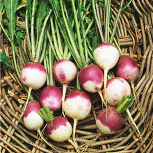 紫顶芜菁种子 turnip 大头菜 诸葛菜 疙瘩头 蔓菁 圆菜头蔬菜种子