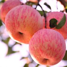 Shandong Qixia Apple Bán buôn trực tiếp Cung cấp trái cây tươi Fuji đỏ hái tiền tại Yên Đài Apple Trái tim kẹo không đá Táo