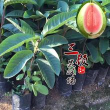 Trực tiếp cơ sở Đài Loan Four Seasons đỏ dưa hấu thịt đỏ ổi cây giống ghép cây giống cây ăn quả ổi ổi Hearts Cây ăn quả