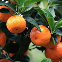 Bán buôn Nam É³ÌÇ½Û cây mùa thu sớm hay cây É³ÌÇ½Û sau nấu trồng cây ăn quả ở miền bắc Nam quýt không hạt Tháng Mười Cây ăn quả