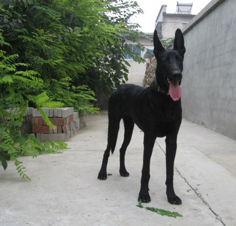 黑狼幼犬价格 小黑狼犬多少钱 2-3个月的黑狼哪里有卖的