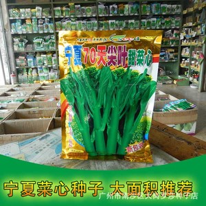 400克宁夏70天尖叶甜菜心 菜心种子 菜心菜籽 蔬菜种子 广州发货