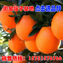 cây cơ sở trực tiếp cam trồng trái cây giống cây Cara rốn cam máu thịt màu vàng cam trồng bắc nam Cây ăn quả