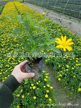 批发苗圃木春菊杯苗茼蒿菊,木茼蒿,东洋菊,法兰西菊,玛格丽特