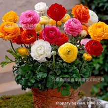 Bán buôn bóng đèn ranunculus chất lượng Hoa trong chậu Nhiều hoa nhiều màu tùy chọn Cây giống