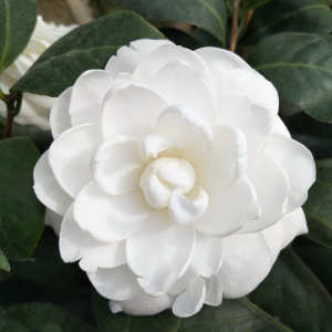 花木树苗 茶花树苗 东方亮花苗庭院阳台花卉盆栽客厅观白色花植物