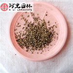幌伞枫优质幌伞枫种子 富贵树种子 幌伞枫苗木种子 提供种植技术