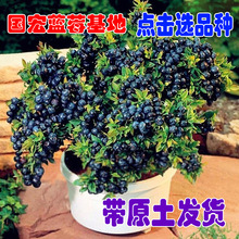 Xanh mận cây giống cây cây ăn quả cho bốn năm, Bắc và Nam giống cây giống cây ăn quả trong chậu cây khi kết quả của Black Pearl Blueberry Cây ăn quả