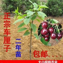cây Cherry Cherry cây trồng khi các kết quả của các cây giống cây ăn quả trồng Bắc Nam trồng sân Cây ăn quả