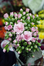 Vân Nam tươi cắt hoa cẩm chướng bán buôn chất lượng cao nhiều hoa cẩm chướng cơ sở cung cấp trực tiếp Hoa và hoa