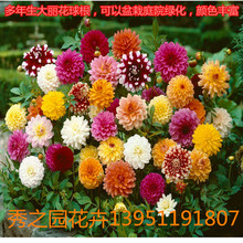 loài thực vật có hoa dài hoa lâu năm Dahlia daisy cây giống gốc trồng hoa cây vườn Hoa và hoa