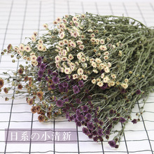 Ít Daisy Vân Nam tự nhiên hoa thật khô khô hoa cúc tự nhiên bó hoa nhỏ Nhật Bản nhỏ nhỏ gọn vườn tươi Hoa khô hay