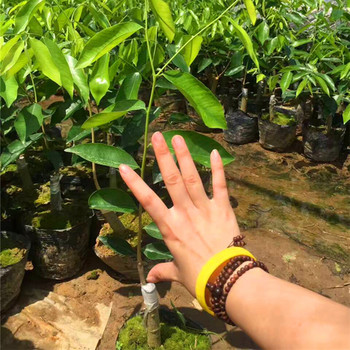 奇楠沉香树苗