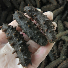 Bán buôn muối dưa chuột muối Phúc Kiến Lacang Bán khô hải sâm khô hàng khách sạn nguyên liệu đặc biệt 10-200 đầu / kg Phúc Kiến