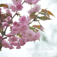 樱花树树日本晚樱南方北方种植盆栽地栽四季常青开花庭院花木树树
