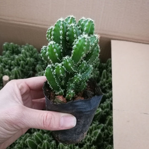 漳州多肉植物批发 万重山仙人掌 蔓腾山 防辐射花卉绿植盆栽园艺