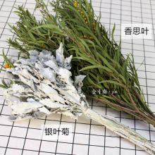 lá bạc lá cúc chim chích Hồng suy nghĩ với cỏ khô Vân Nam đặc trưng hoa trang trí với lá Mikie hoa khô nguyên liệu handmade Hoa khô hay