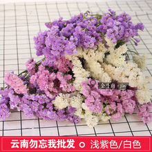 Trắng tím hoa quên-me-khô bán buôn văn phòng trang trí nội thất cửa hàng hoa lộn ngược khô hoa ở Vân Nam Hoa khô hay